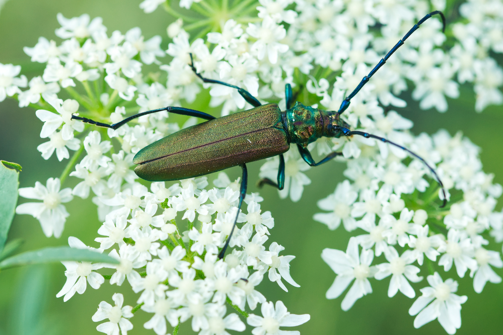 Moschusbock auf Blütendolde