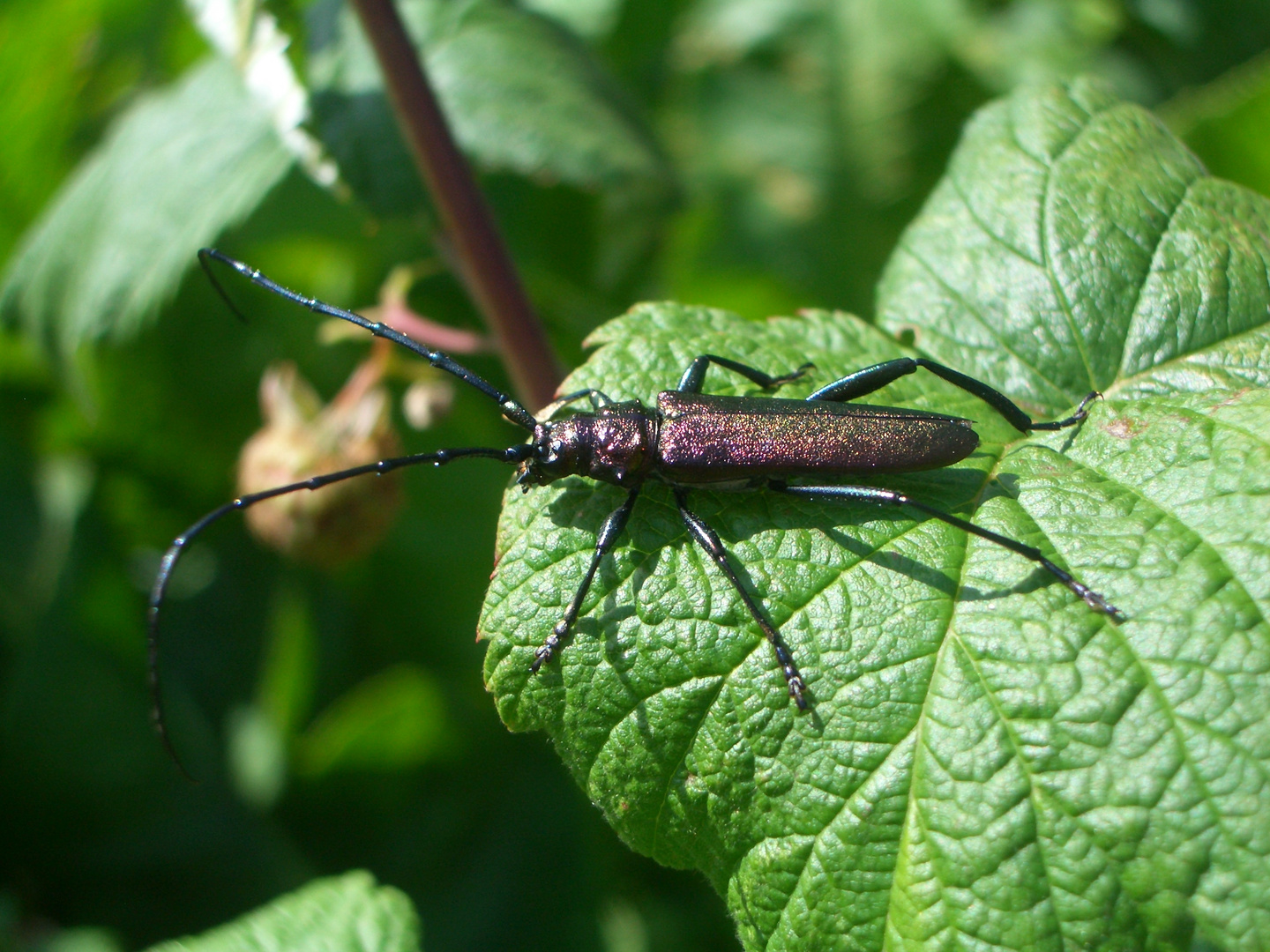 Moschusbock auf Himbeerpflanze