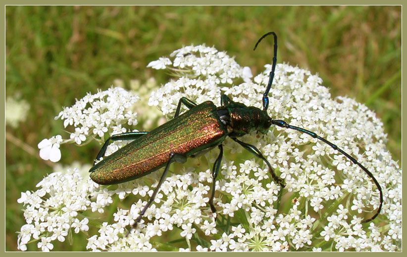 Moschusbock auf Wilder Möhre