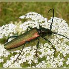 Moschusbock auf Wilder Möhre