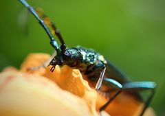 Moschusbock - Blick über den Blattrand