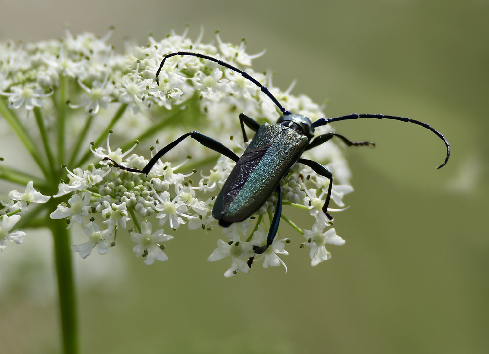 Moschusbock