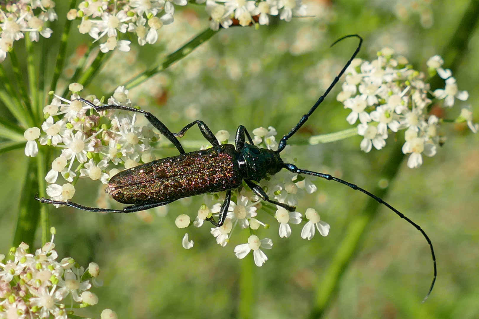 Moschusbock