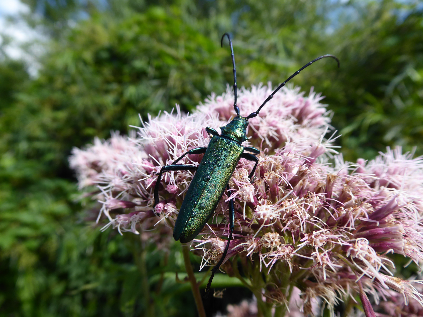 Moschusbock