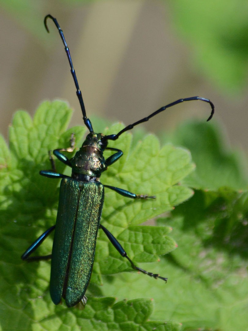 Moschusbock