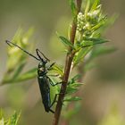 Moschusbock – Fühlerpflege