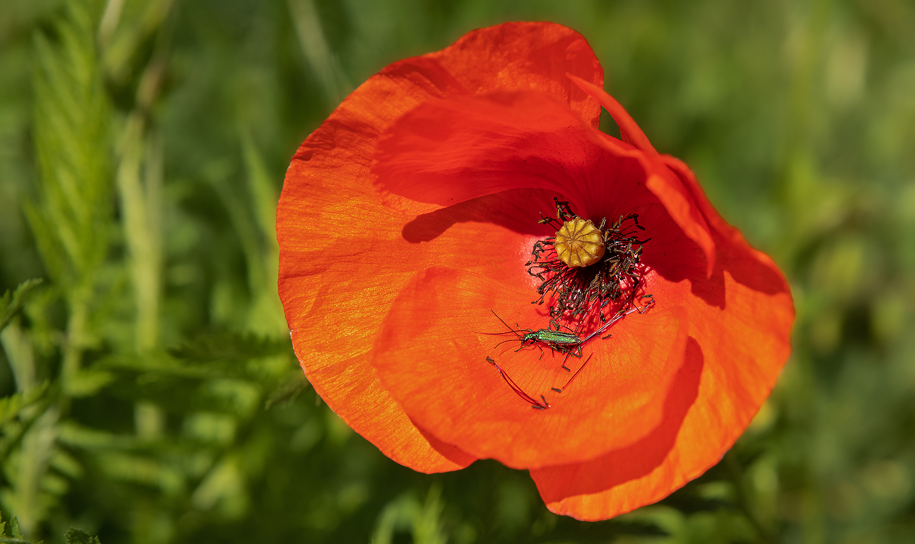 Moschusbock in Mohnblüte 001