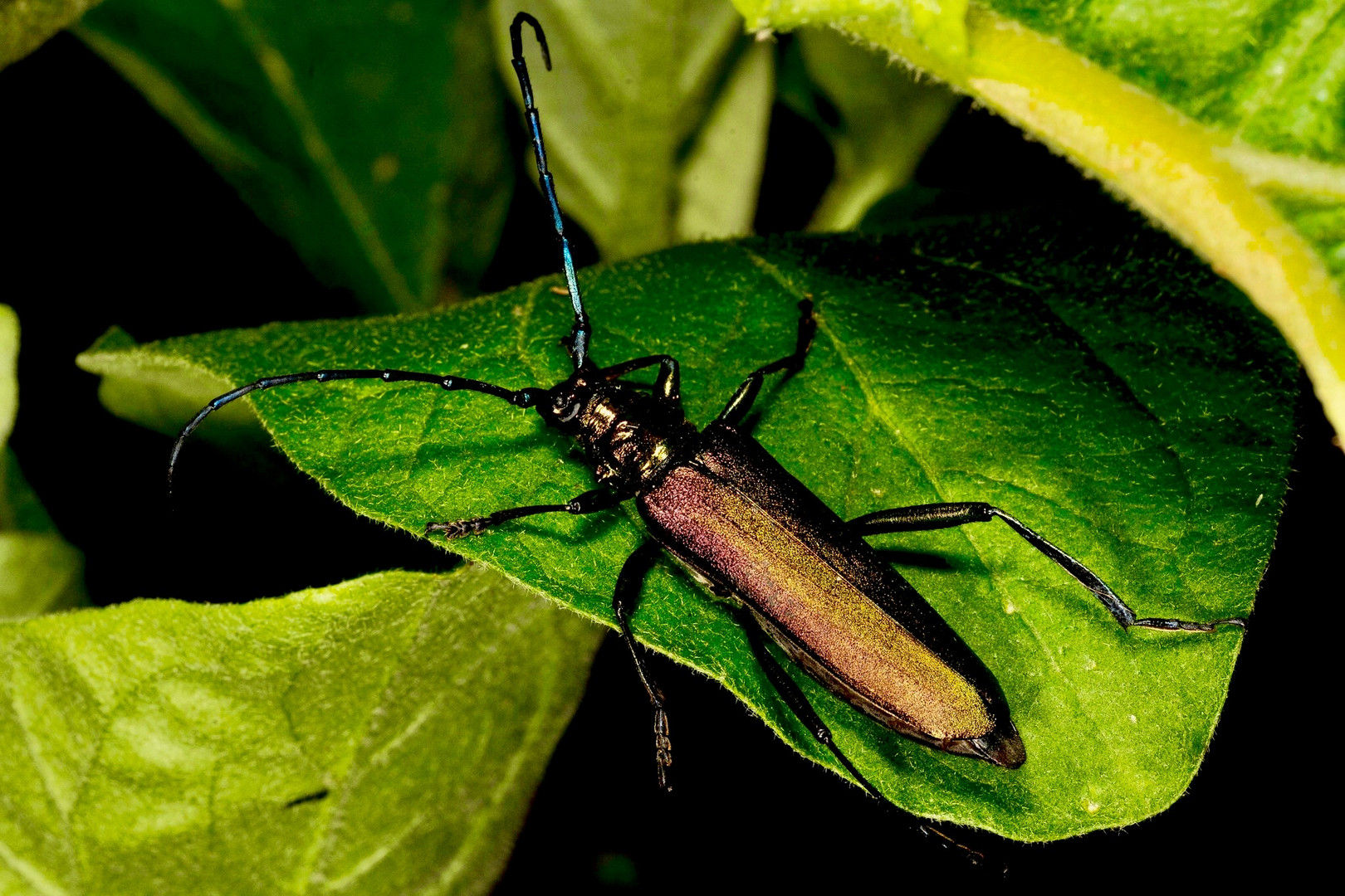 Moschusbock-Käfer