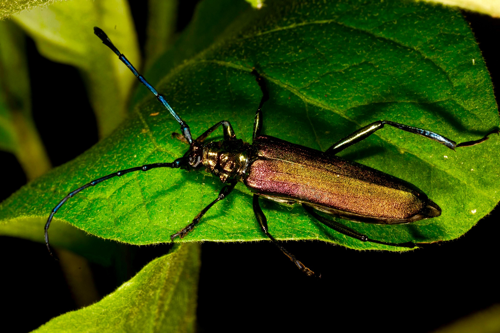 Moschusbock-Käfer