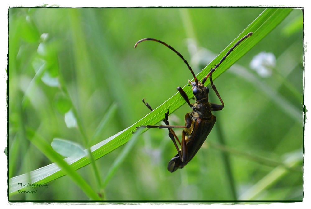 Moschusbock (L 15-35 mm )