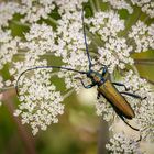 Moschusbock (m) (Aromia moscata)