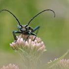 Moschusbock – Schönheit