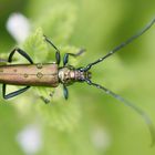 Moschusbockkäfer