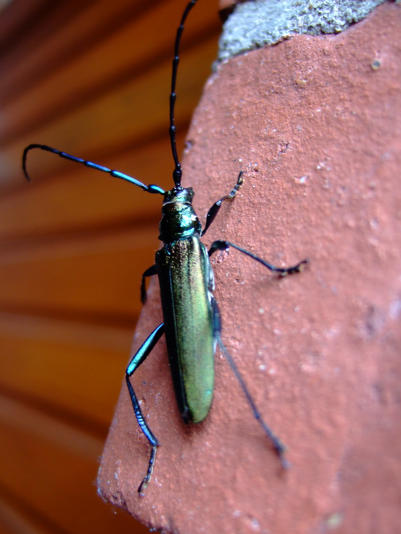 Moschusböckchen schillernd schön