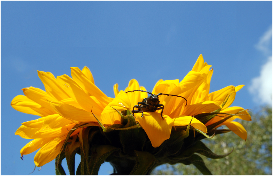 Moschusduft auf Sonnenblume