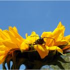 Moschusduft auf Sonnenblume