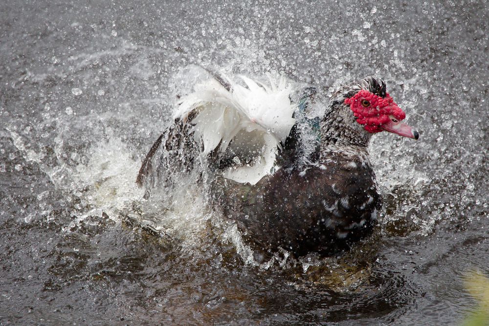 Moschusente Foto & Bild Bilder auf