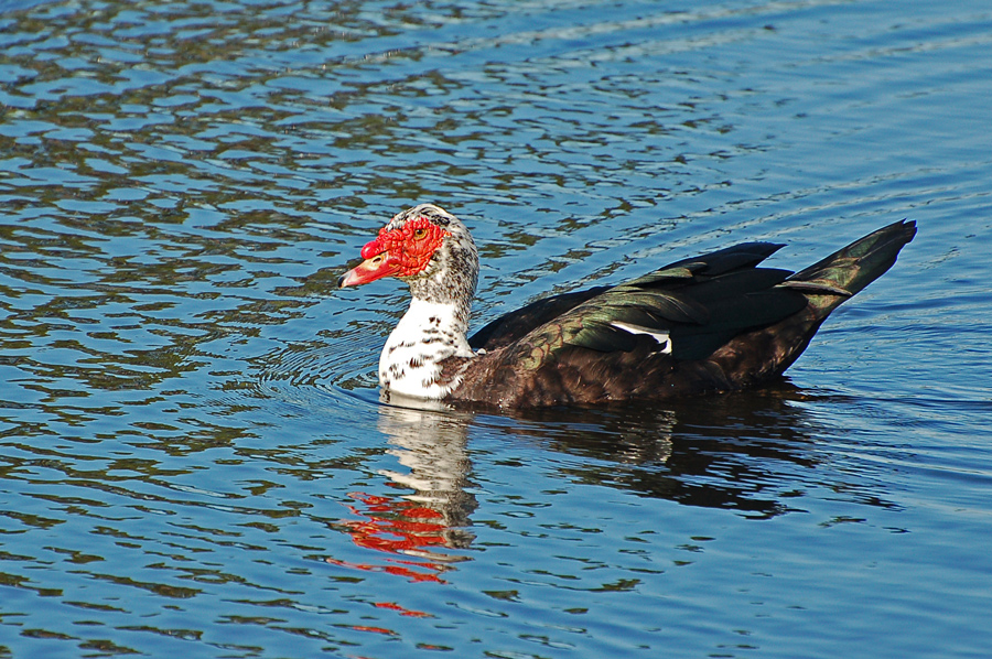 Moschusente - Muscovy Duck (Cairina moschata)