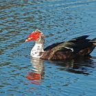 Moschusente - Muscovy Duck (Cairina moschata)