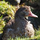 Moschusentendame im November geboren