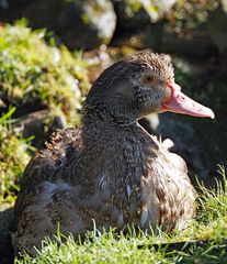 Moschusentendame im November geboren