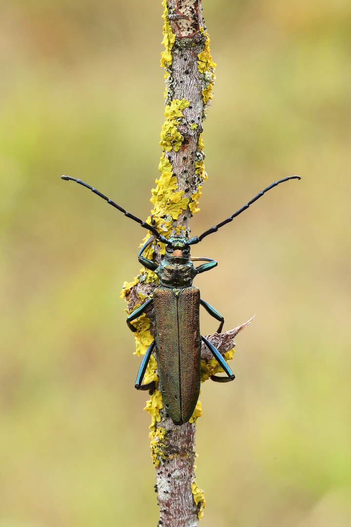 Moschuskäfer