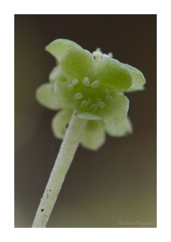 Moschuskraut (Blüte)