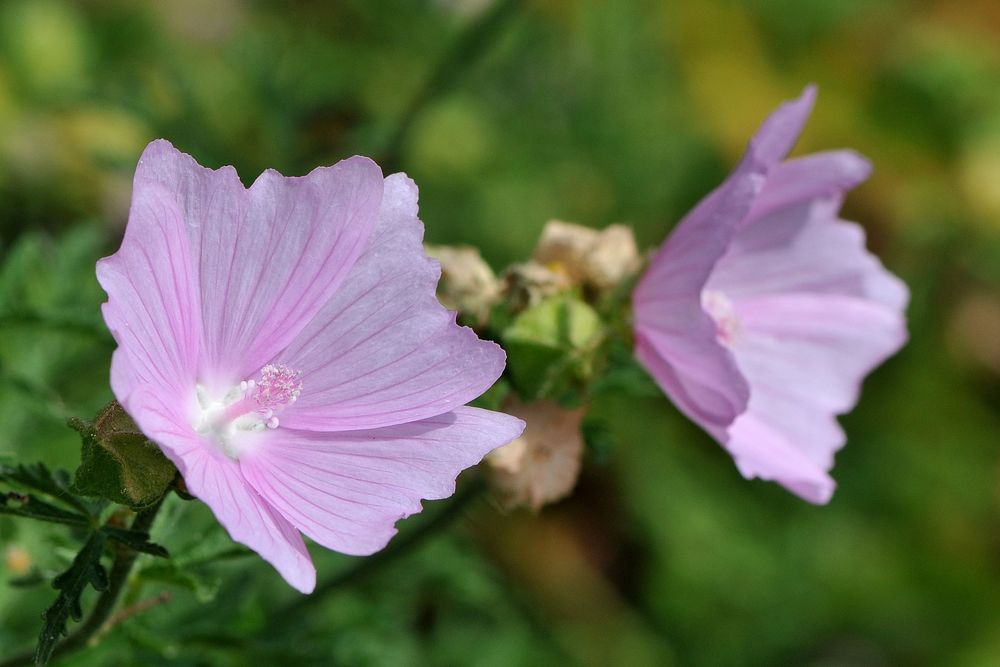 Moschusmalve (Malva moschata)