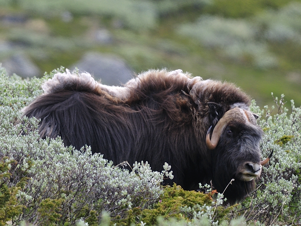 Moschusoche im Dovrefjiell