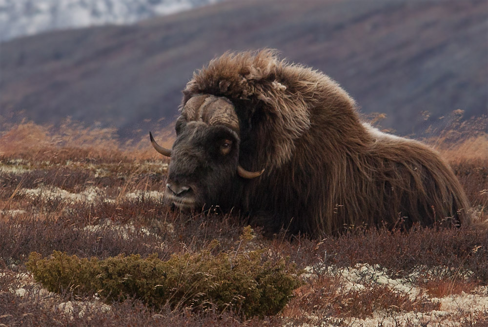 Moschusochse auf dem Dovrefjell