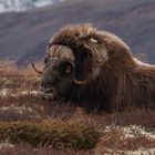 Moschusochse auf dem Dovrefjell