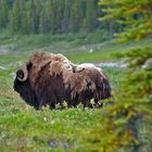 Moschusochse, Coppermine River NWT, Canada