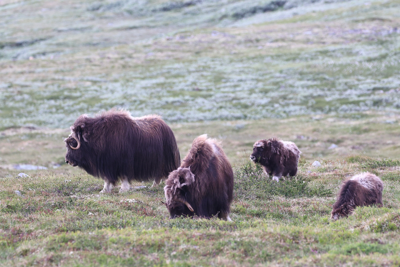 Moschusochse Dovrefjell