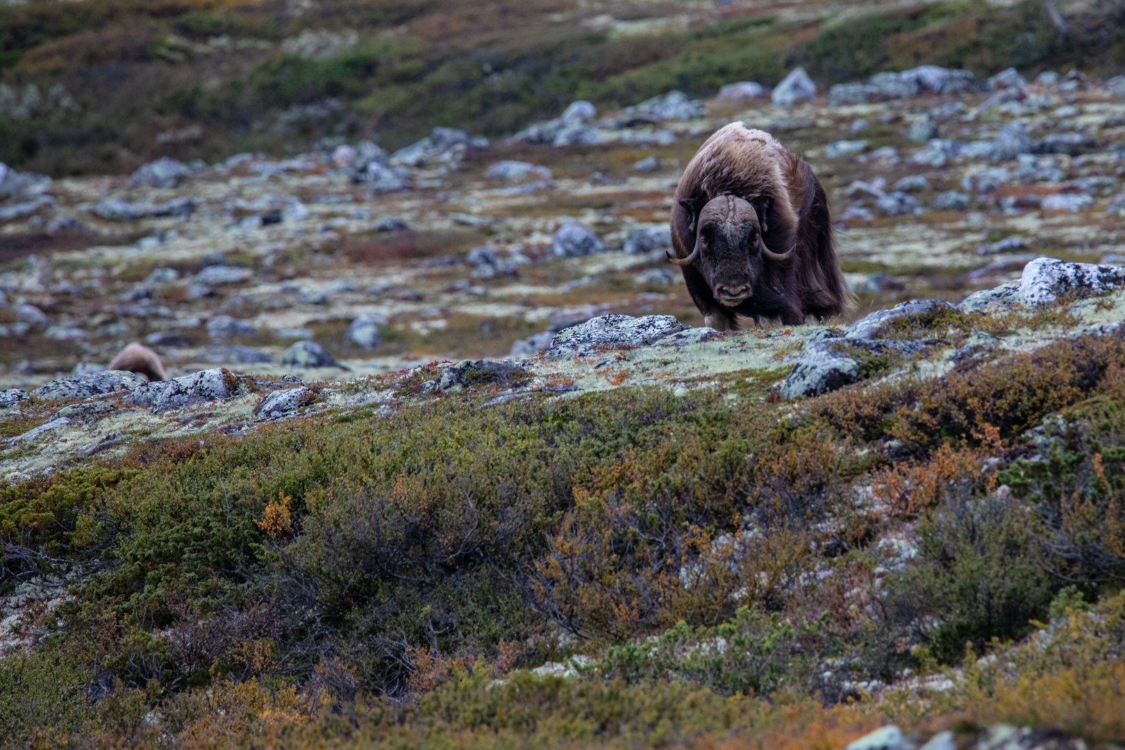 Moschusochse Dovrefjell