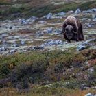 Moschusochse Dovrefjell