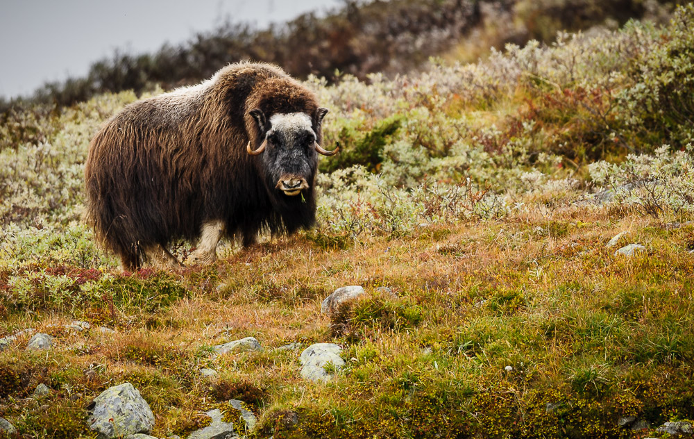 Moschusochse Dovrefjell