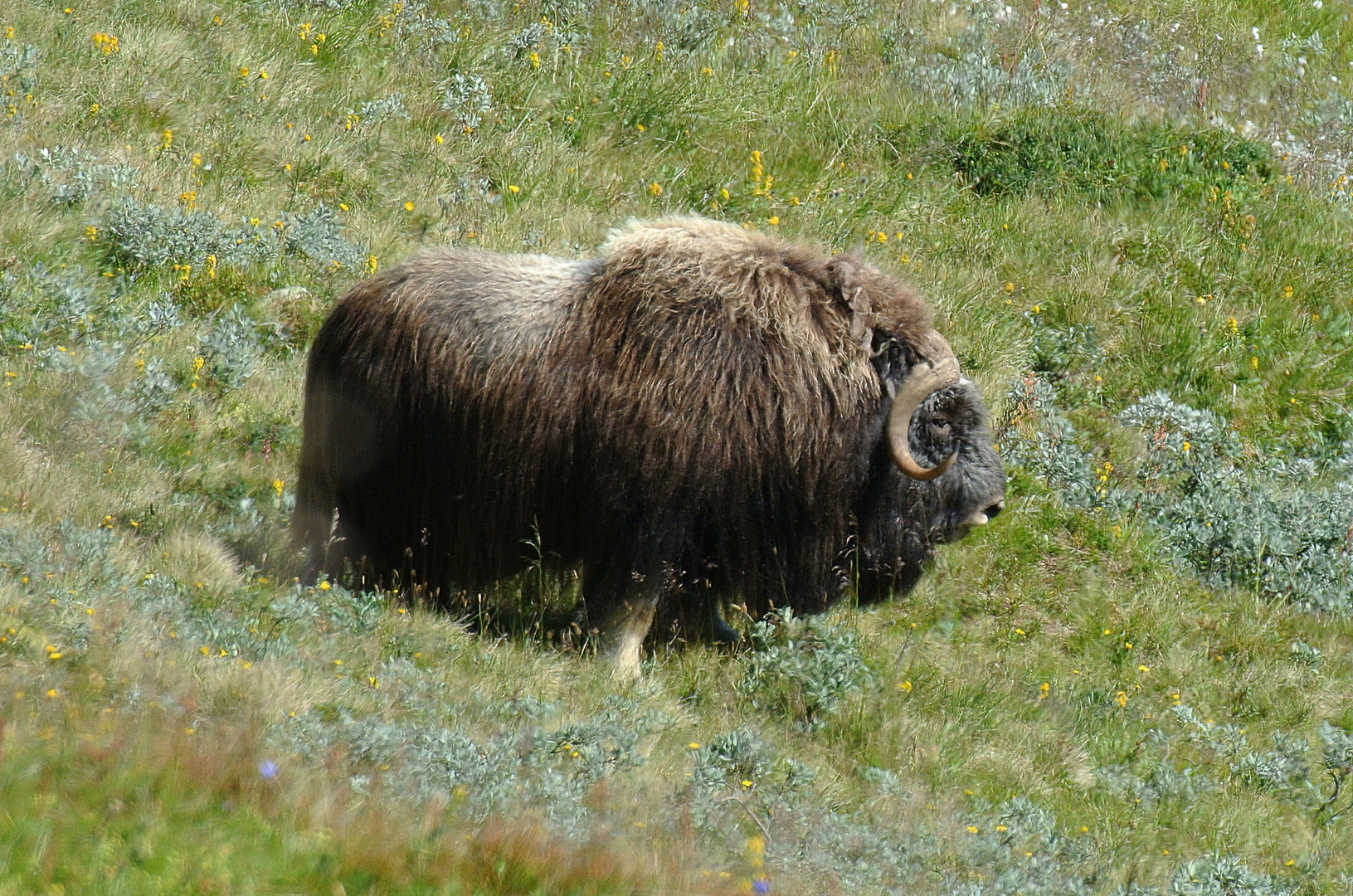 Moschusochse-Dovrefjell Nationalpark/Norwegen-16.8.2013