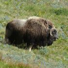 Moschusochse-Dovrefjell Nationalpark/Norwegen-16.8.2013