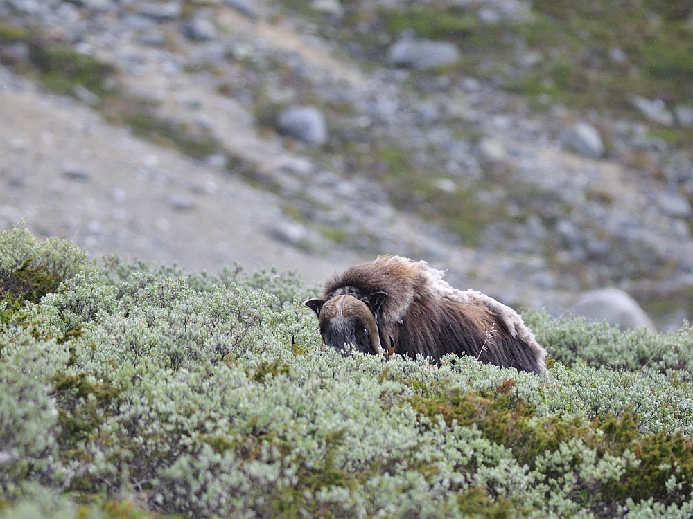 Moschusochse, Dovrefjiell