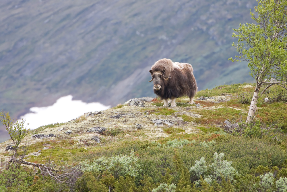 Moschusochse im Dovrefjell