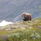 Moschusochse im Dovrefjell