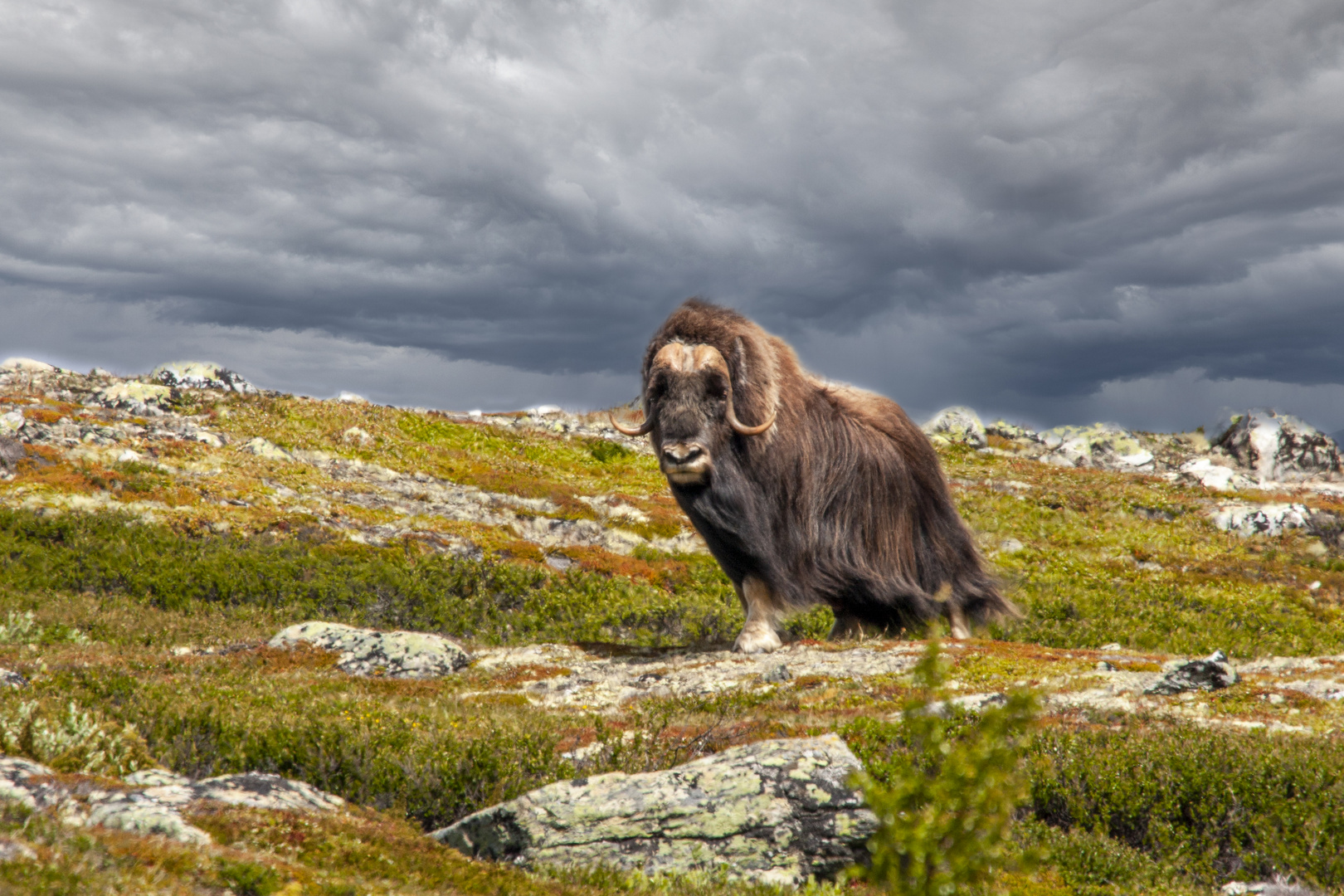 Moschusochse im Dovrefjell