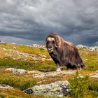 Moschusochse im Dovrefjell