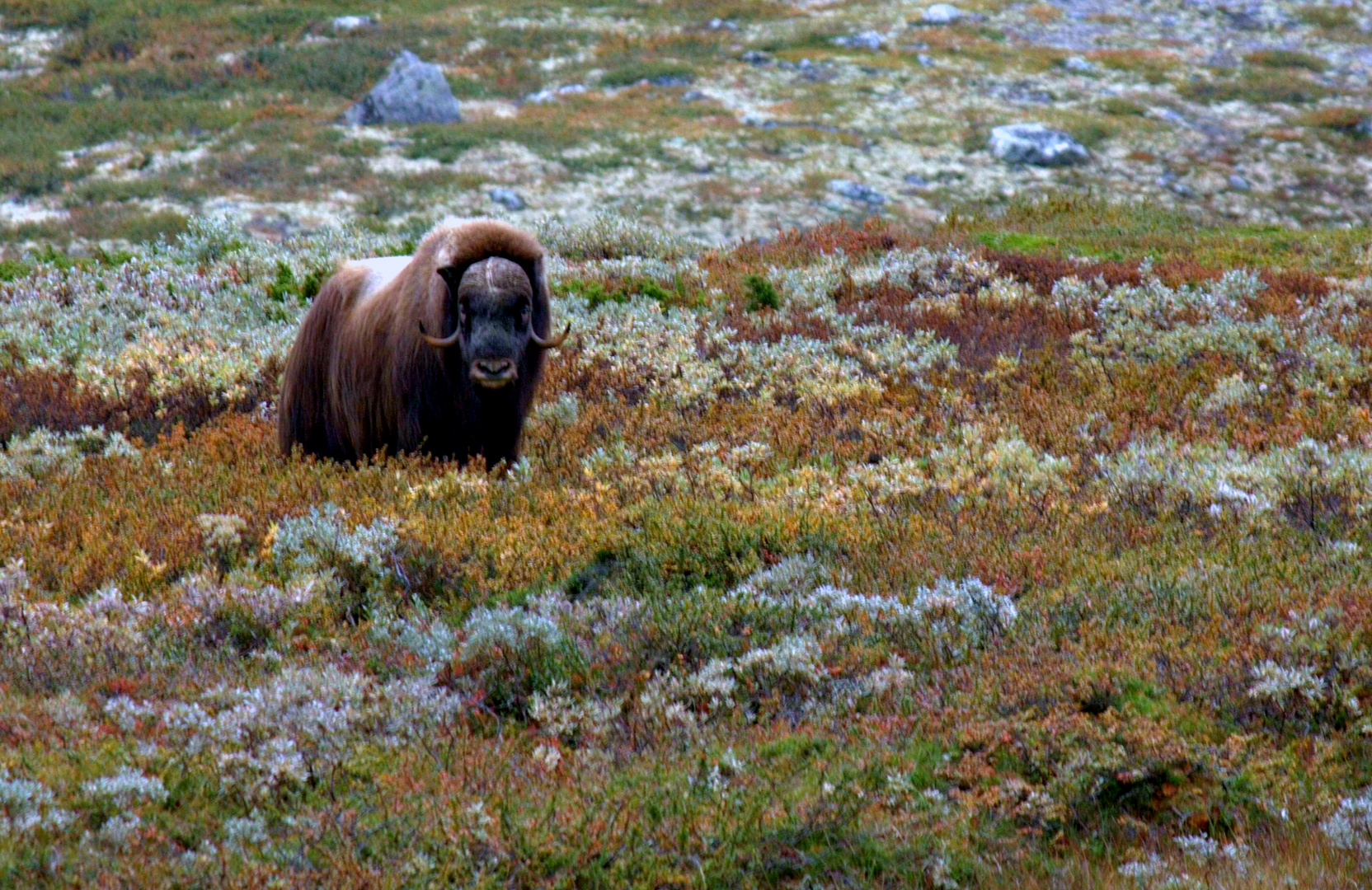 Moschusochse im Dovrefjell