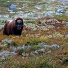 Moschusochse im Dovrefjell