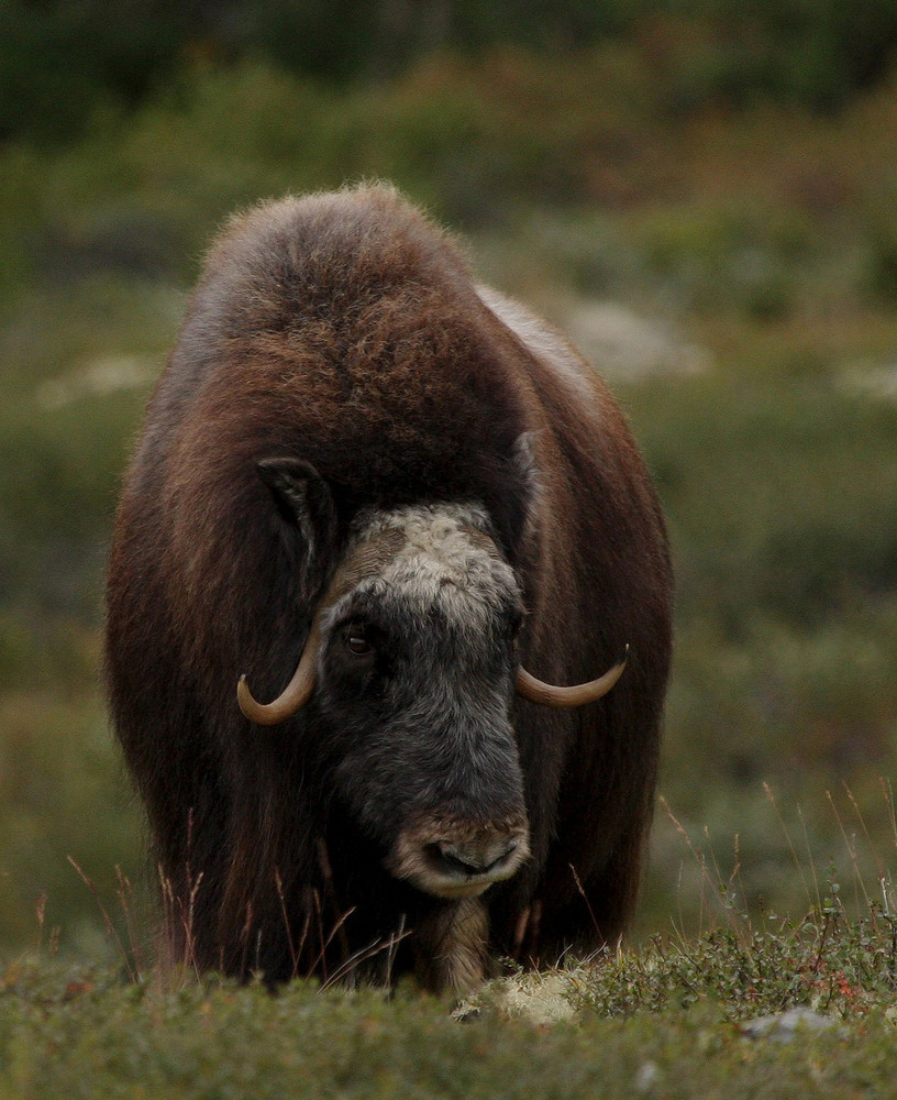 Moschusochse im Dovrefjell Nationalpark