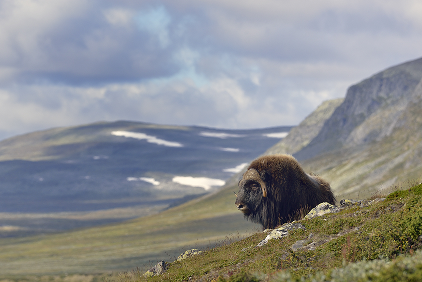 Moschusochse im Dovrefjell Nationalpark