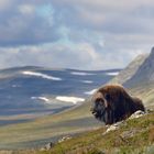 Moschusochse im Dovrefjell Nationalpark