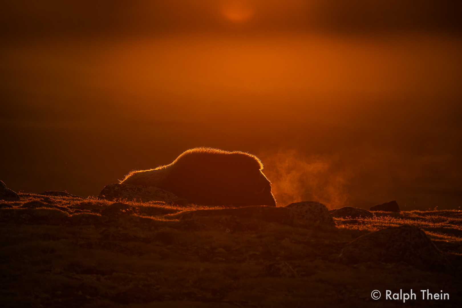 Moschusochse im Gegenlicht bei Sonnenaufgang