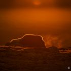 Moschusochse im Gegenlicht bei Sonnenaufgang